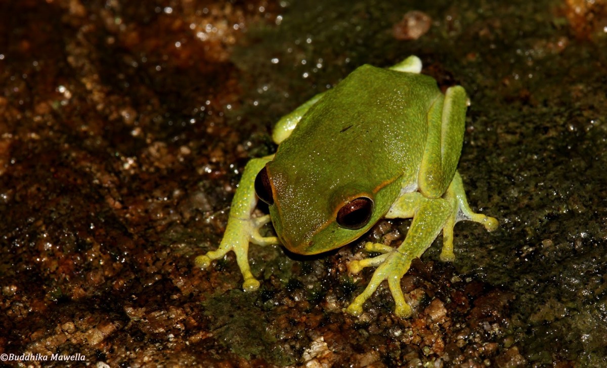 Pseudophilautus stuarti Manamendra-Arachchi & Pethiyagoda, 2005